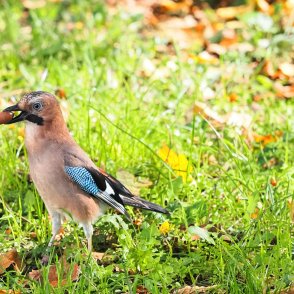 Слънчево време утре, градусите до 19