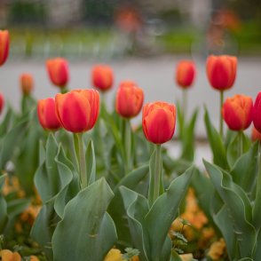 Слънчево начало на седмицата преди новото застудяване