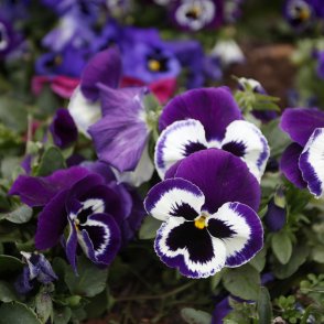 Облачно ще е днес, около Родопите ще вали