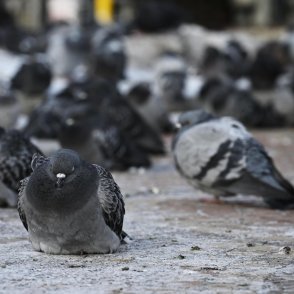 Предимно слънчево ще е днес