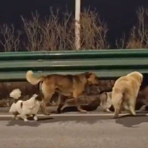 Седем откраднати кучета завладяха сърцата на милиони, избягаха от месофабрика и се прибраха у дома ВИДЕО