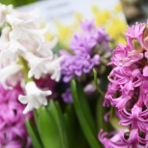 Идната седмица: Зимата отстъпва, пролетта чука на вратата