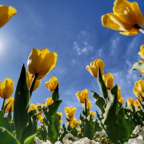 Времето днес: Слънчево, градусите ще стигнат 22