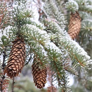 Синоптик: Зимата е в разгара си, идват нови студове