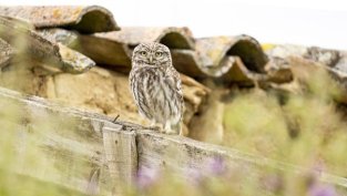 Какво символизира чуването или виждането на кукумявка