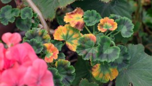 Защо листата на мушкатото пожълтяват?