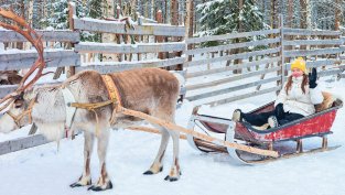  Полиция, брегова охрана и морски пехотинци издирваха северен елен