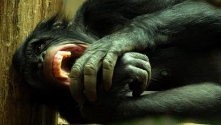 От общност към война: Как шимпанзетата показаха тъмната страна на обществото