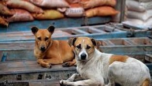 Истанбул забрани да се хранят бездомните кучета