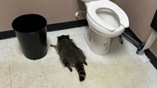 "Много пиян" енот върша из магазин за алкохол и заспа в... тоалетната 