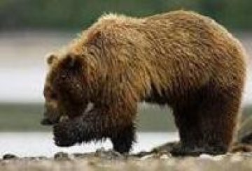 И мечките в Русия страдат от безсъние