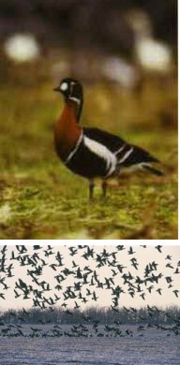 Застрашената от изчезване червеногуша гъска зимува у нас