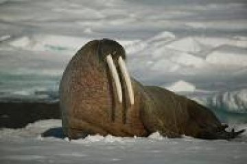 Ентусиаст се къпе в морето на Бургас при 4° температура на водата