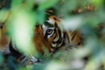 Индиец завеща тялото си на животните