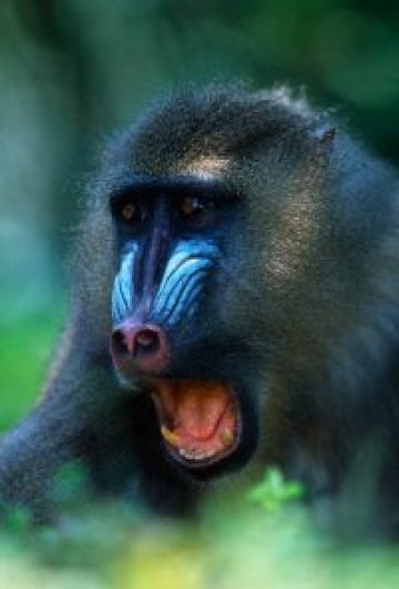 Пияни и дрогирани маймуни потрошиха село