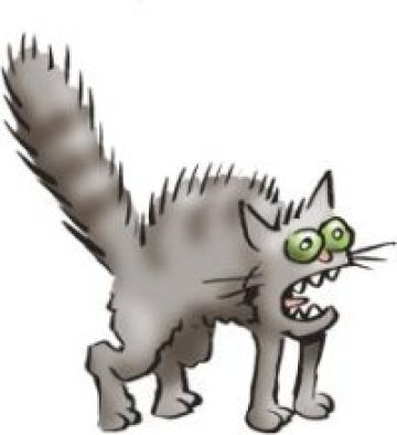 Котка върху студен теракотен под