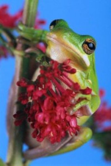 Жаби експлодират в Хамбург