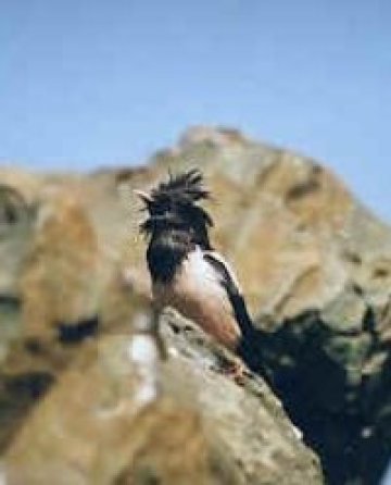 Ято розови скорци на гости в "Сребърна"