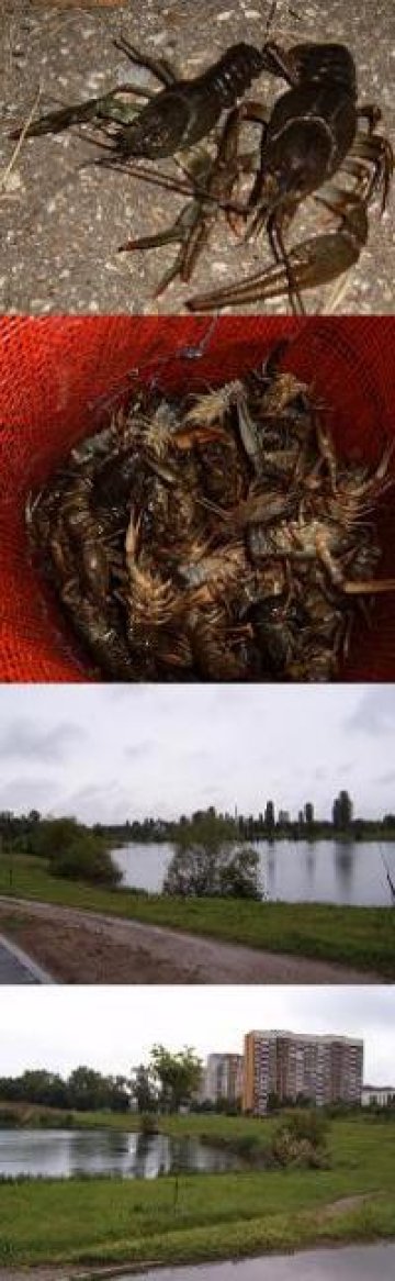 Раци превзеха Дружба 1