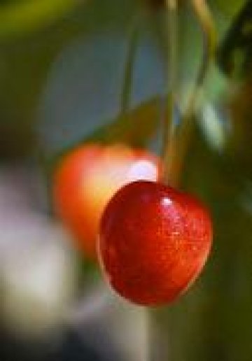 Днес е Черешова задушница