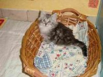 Двуглава котка се роди в САЩ