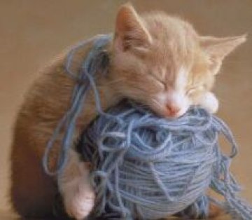 Котенце оживя след изпиране в пералнята