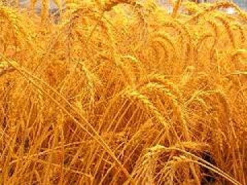 Има достатъчно зърно и приказки за зърнена криза са спекулация