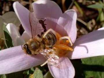 Фестивал на меда ще популяризира консумацията на мед