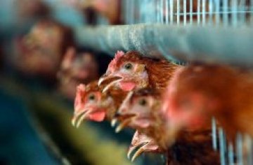 Мутация на вируса на птичия грип може да убие 150 милиона души