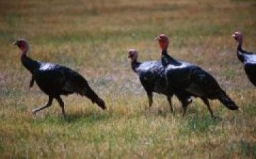 Турция и Румъния предприемат мерки в засегнатите от грипа райони