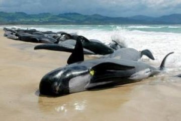 130 косатки се самоубиха на остров Тасмания