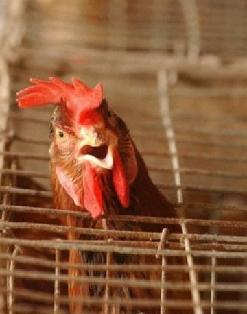 KFC планира телевизионни реклами в отговор на птичия грип