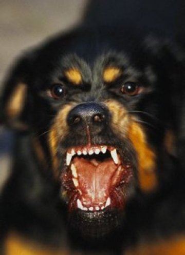 Борисов спешно подгони агресивните кучета в София