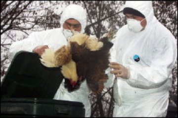 Две нови огнища на птичи грип в Румъния