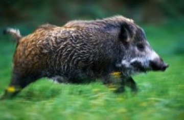 Радост по празниците &ndash; удължиха срока за групов лов на дивя свиня