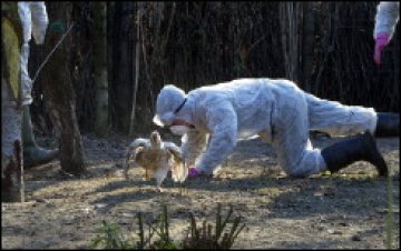 Второ огнище на H5N1 в Турция, 22-ро в Румъния