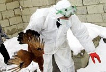 Птичият грип плъзна из Турция