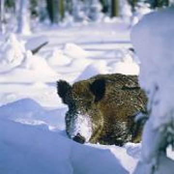 Омаломощен от преследване глиган дремна преди да бъде отстрелян