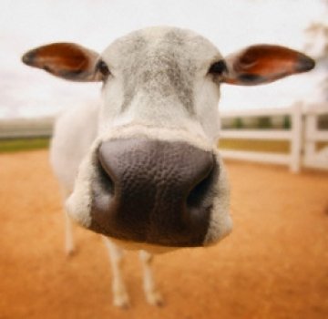 Кмет зарадва бедни съселяни с 500-килограмов добитък