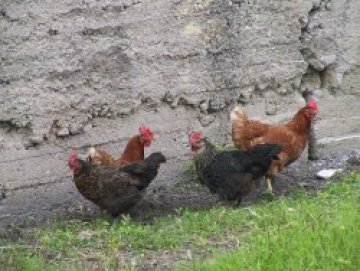 Изследват за птичи грип умрели птици от кърджалийско село