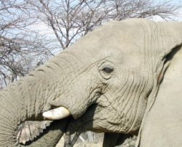 Нови слонове в зоопарка след смъртта на 55-годишната женска Сивитри