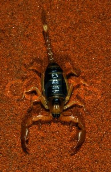 Шотландски учени откриха следи от гигантски праисторически скорпиони