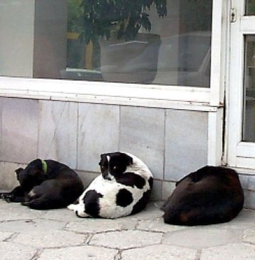 Софиянци ще бъдат хапани от кучета и занапред