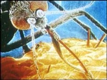 Световната банка "провали" борбата с маларията