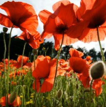 Англичани нападнаха плевенски села