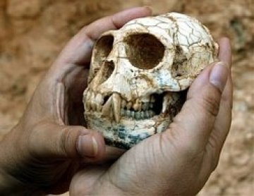 Откриха череп на 5 милиона години