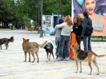Зимата идва с близо 30 000 бездомни кучета в София