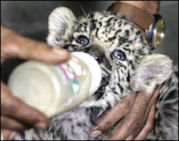 Животните в индийските зоопаркове вече няма да се размножават