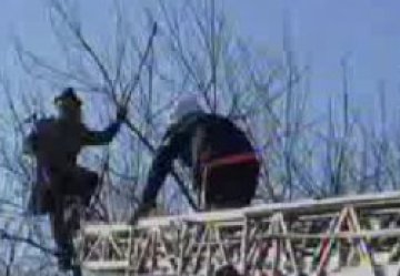 Пиян кацна на дърво, свалят го с пожарникарска стълба