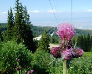 Витоша кани на рождения си ден на 28 октомври